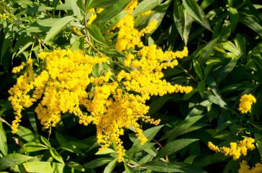 Genellikle altın ağaç olarak adlandırılan Saltago çiçeği, Kuzey Amerika 'dan gelir, Meksika' dan Güney Amerika ve Avrasya 'ya kadar olanlar da dahil olmak üzere..