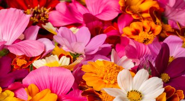 Parlak çeşitli renklerden bir kompozisyon, sarı çiçekler, sonbahar fotoğrafçılığı dekor için hoş bir kompozisyon çiçek lenme parlak renkli sonbahar buketi