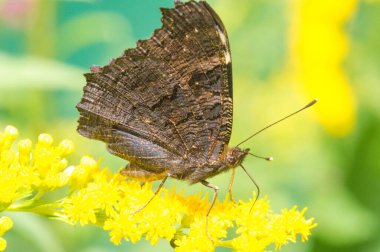 Solidago 'nun çiçekleri genellikle Kuzey Amerika' dan gelir. Güney Amerika 'ya özgü Meksika ve Avrasya Kelebeği Vanessa atalanta da dahil. Kızıl Amiral ya da daha önce takdire şayan olan