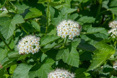 Spiraea japonica, Japon çayır tatlısı, Japon spirea veya Kore spireası, Rosaceae familyasından bir bitki türü. Spiraea bumalda Burv 'un eşanlamlısı. ve Spiraea japonica var. alp maksimum. 