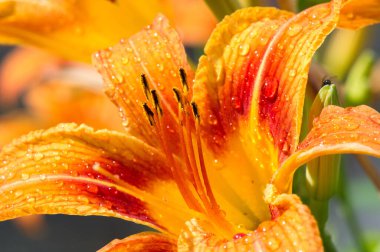 Zambak zambakları Lily - Çiçekler büyük, genellikle hoş kokulu ve beyaz, sarı, portakal, pembe, kırmızı ve mor gibi çok çeşitli renklerde sunulurlar. İşaretleme noktalar ve fırça darbelerini içerir.