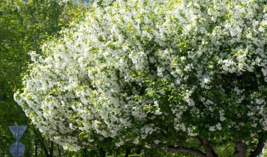 Elma Çiçekleri, Elma Çiçeği. Doğal yeşil arka planda gün ışığında. Ağaç beyazı baharda çiçek açar..
