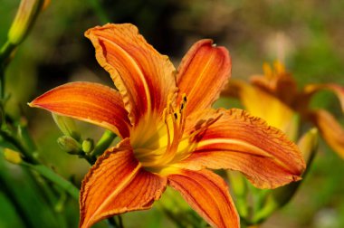 Lilium lancifolium - Çin, Japonya, Kore ve Rusya 'nın uzak doğusunda yetişiyor. Kuzey Amerika 'nın doğusunda pek çok dağınık yerde vatandaşlığa getirilen turuncu-siyah çiçeklerden oluşan süs bitkisi.
