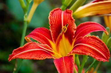 Lilium lancifolium - Çin, Japonya, Kore ve Rusya 'nın uzak doğusunda yetişiyor. Kuzey Amerika 'nın doğusunda pek çok dağınık yerde vatandaşlığa getirilen turuncu-siyah çiçeklerden oluşan süs bitkisi.