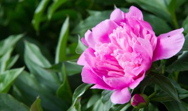 Şakayıklar, gösterişli çiçekleri için uzun zamandır yetiştirilen kuzey ılıman bölgelerin bitkisel veya çalısı bitkileridir..