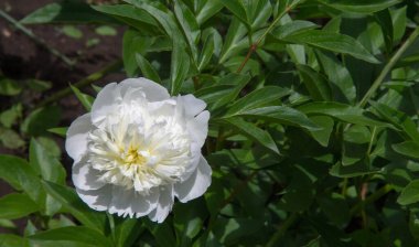 Şakayıklar, gösterişli çiçekleri için uzun zamandır yetiştirilen kuzey ılıman bölgelerin bitkisel veya çalısı bitkileridir..