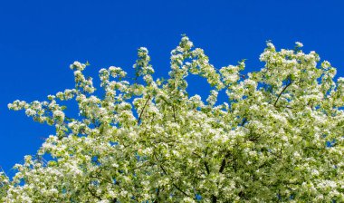 Elma Çiçekleri, Elma Çiçeği. Doğal yeşil arka planda gün ışığında. Ağaç beyazı baharda çiçek açar..