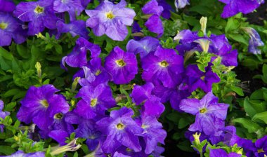 Petunia, Güney Amerika kökenli çiçekli bitkilerden biridir. Bu Fransız ulusal isminin adıdır, Petun, anlamı tütün, Tupi - Guarani dilinden gelir..