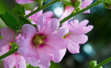 Althaea officinalis, or marsh-mallow, is a perennial species indigenous to Europe, Western Asia, and North Africa which is used in herbalism and as an ornamental plant A confection made from the root clipart