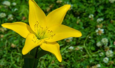 Lilium, otçul çiçekli bir bitki cinsidir ve hepsinde de büyük belirgin çiçekler bulunur. Zambaklar, dünyanın çoğunda kültürde önemli olan çiçek açan bir bitki grubudur..