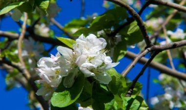 Elma Çiçekleri, Elma Çiçeği. Doğal yeşil arka planda gün ışığında. Ağaç beyazı baharda çiçek açar..