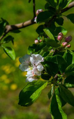 Elma Çiçekleri, Elma Çiçeği. Doğal yeşil arka planda gün ışığında. Ağaç beyazı baharda çiçek açar..