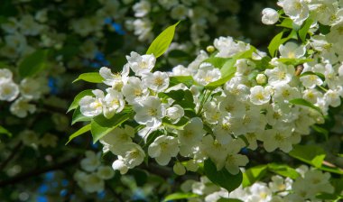 Elma Çiçekleri, Elma Çiçeği. Doğal yeşil arka planda gün ışığında. Ağaç beyazı baharda çiçek açar..
