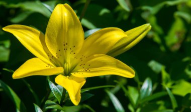 Lilium, otçul çiçekli bir bitki cinsidir ve hepsinde de büyük belirgin çiçekler bulunur. Zambaklar, dünyanın çoğunda kültürde önemli olan çiçek açan bir bitki grubudur..