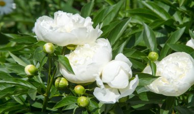 Şakayıklar, gösterişli çiçekleri için uzun zamandır yetiştirilen kuzey ılıman bölgelerin bitkisel veya çalısı bitkileridir..