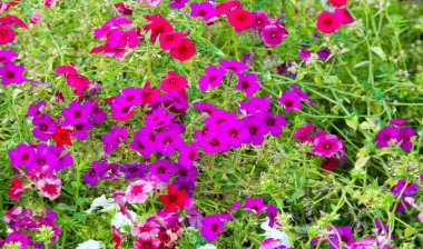 Phlox alevi; çoğunlukla Kuzey Amerika 'da, biri Sibirya' da ormanlık ve bozkırlardan farklı bir yaşam alanında bulunur. Kimisi baharda, kimisi yazın ve sonbaharda.