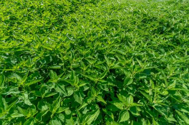 Urtica dioica, eski toplumlarda geleneksel tıp, gıda, çay ve tekstil hammaddesi olarak uzun bir kullanım geçmişine sahiptir..