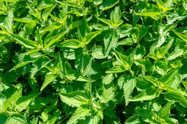 Urtica dioica, eski toplumlarda geleneksel tıp, gıda, çay ve tekstil hammaddesi olarak uzun bir kullanım geçmişine sahiptir..