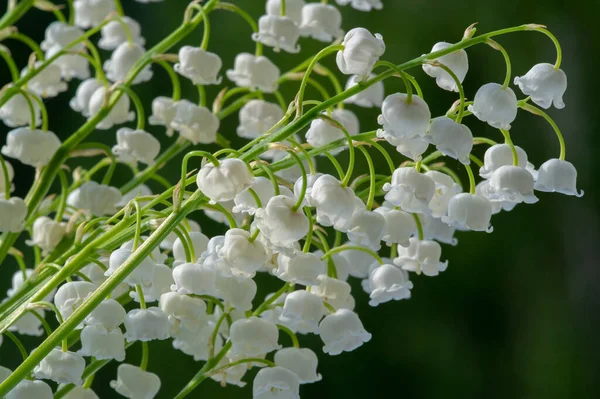 Convallaria Majalis Lelie Van Het Dal Lelie Van Het Dal — Stockfoto