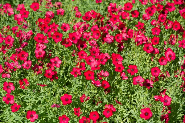 Coreopsis Calliopsis Tickseed Coréopsis Amérique Nord Peut Être Trouvé Dans — Photo