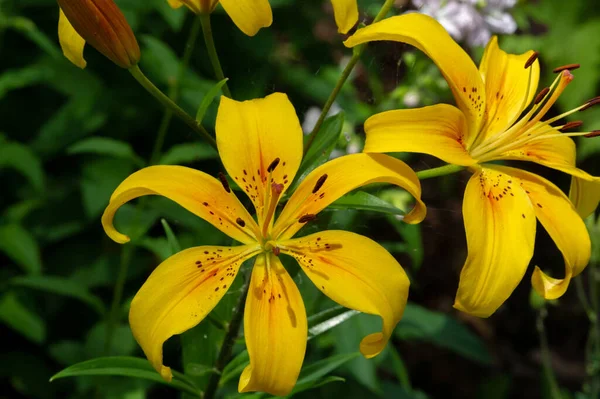 Lilium Represent Love Ardor Affection Your Loved Ones While Orange — Stock Photo, Image