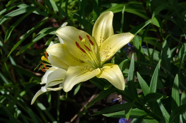 Lilium Represent Love Ardor Affection Your Loved Ones While Orange — Stock Photo, Image