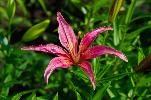 Lilium Representerar Kärlek Glöd Och Tillgivenhet För Dina Nära Och — Stockfoto