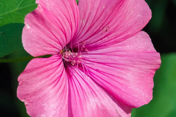 Lavatera Род Около Видов Флоксов Семейства Malvaceae Родом Средиземноморья Центральной — стоковое фото