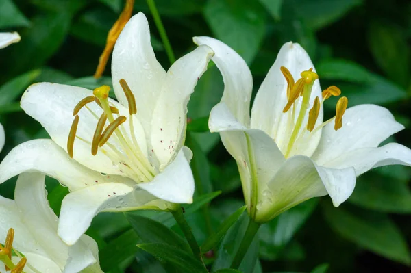 Lilium Represent Love Ardor Affection Your Loved Ones While Orange — Stock Photo, Image