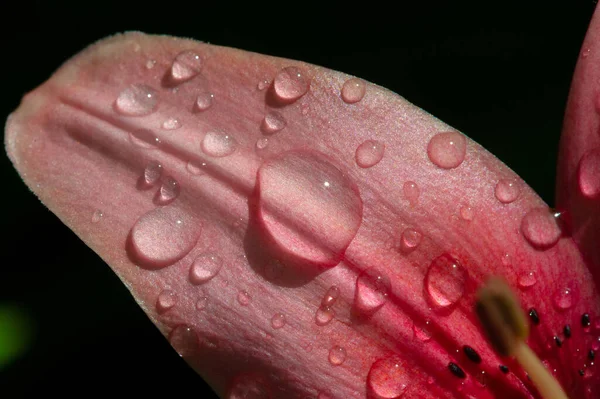 Lilium Symbolizuje Miłość Zapał Uczucie Bliskich Podczas Gdy Lilie Pomarańczowe — Zdjęcie stockowe