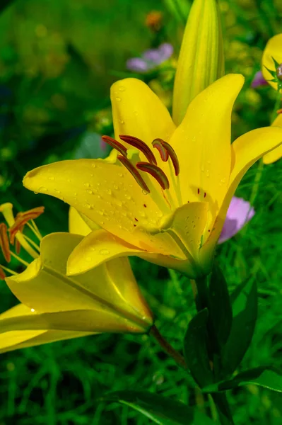 Lilium Represent Love Ardor Affection Your Loved Ones While Orange — Stock Photo, Image