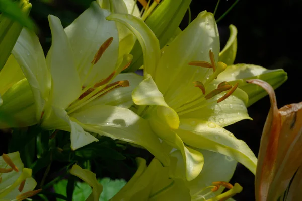 Lilium Représente Amour Ardeur Affection Pour Vos Proches Tandis Que — Photo