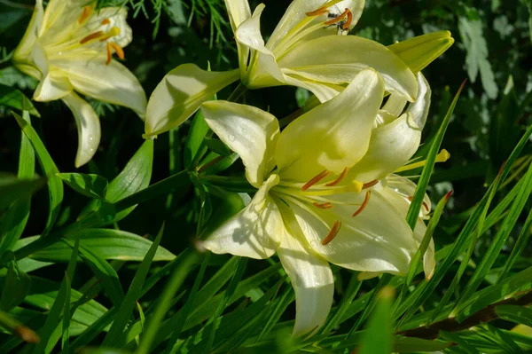 Lilium Představuje Lásku Vášeň Náklonnost Vašim Blízkým Zatímco Oranžové Lilie — Stock fotografie