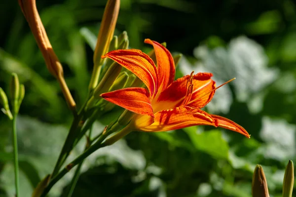 Lilium Lancifolium Növekszik Kínában Japánban Koreában Távol Keleten Oroszország Narancs — Stock Fotó