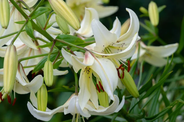 Lilium Representerar Kärlek Glöd Och Tillgivenhet För Dina Nära Och — Stockfoto