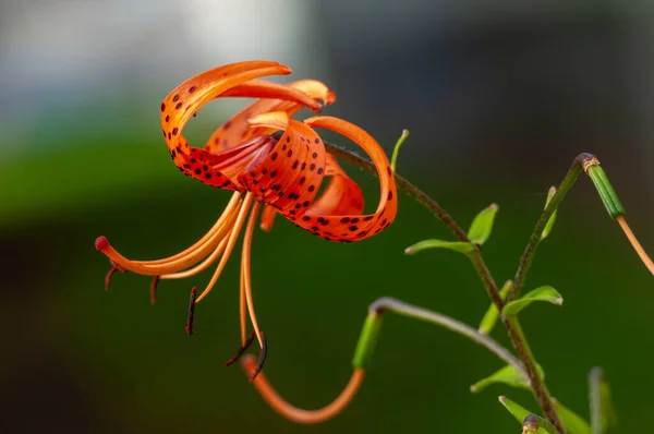 Lilium Sevdiklerine Duyduğun Sevgi Coşku Sevgiyi Temsil Ederken Turuncu Zambaklar — Stok fotoğraf