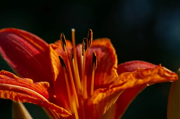 Lilium Represent Love Ardor Affection Your Loved Ones While Orange — Stock Photo, Image