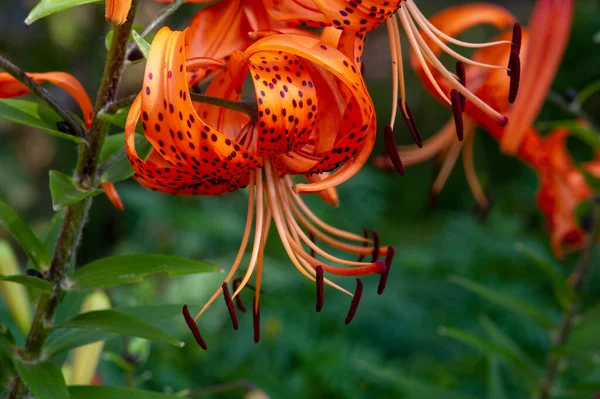 Lilium Lancifolium Növekszik Kínában Japánban Koreában Távol Keleten Oroszország Narancs — Stock Fotó