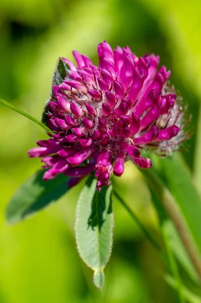 Clovers Shamrocks Many Species Found South America Africa Heads Thick — Stock Photo, Image