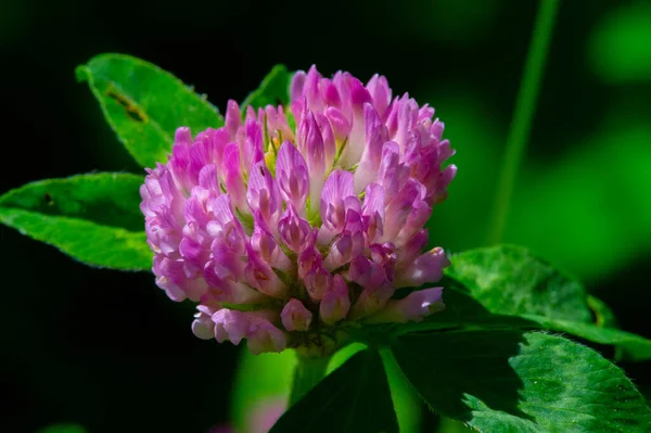 Clovers Nebo Shamrocks Mnoha Druhů Nacházejí Jižní Americe Africe Hlavami — Stock fotografie