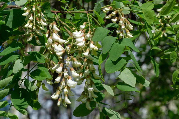 Robinia Psödoacia Robinieae Kabilesine Ait Siyah Bir Çekirge Amerika Birleşik — Stok fotoğraf