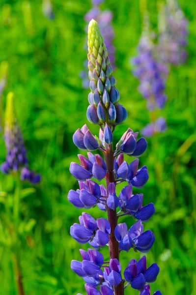 ルピナス Lupinus 一般的にルピンまたはルピンとして知られており マメ科のFabaceaeの開花植物の属です アメリカの多様性センターです 食料源として広く栽培されている — ストック写真