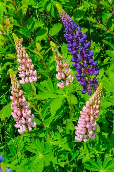 ルピナス Lupinus 一般的にルピンまたはルピンとして知られており マメ科のFabaceaeの開花植物の属です アメリカの多様性センターです 食料源として広く栽培されている — ストック写真