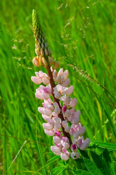 Lupinus Baklagiller Fabaceae Familyasından Bir Bitki Cinsidir Amerika Daki Çeşitlilik — Stok fotoğraf