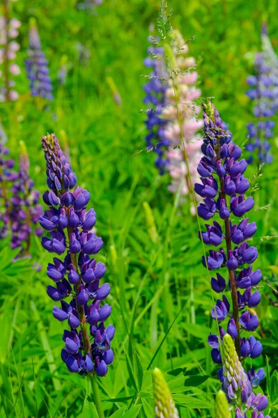 Lupinus Een Geslacht Uit Peulvruchten Fabaceae Met Diversiteitscentra Amerika Worden — Stockfoto