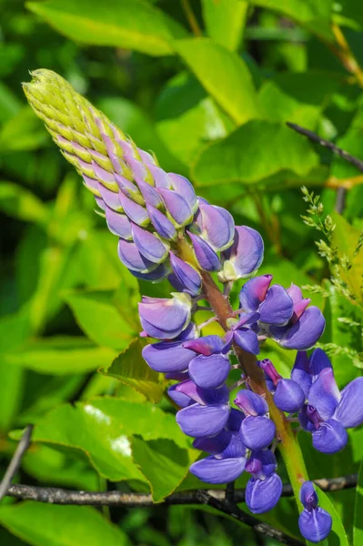 Lupinus Género Plantas Con Flores Perteneciente Familia Fabaceae Con Centros —  Fotos de Stock