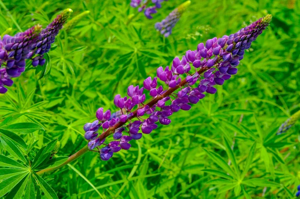 红豆杉 Lupinus 通常被称为红豆杉 Lupin 或红豆杉 Lupine 是豆科植物中的一种 在美洲有多样化的中心 它们作为食物来源被广泛栽培 — 图库照片