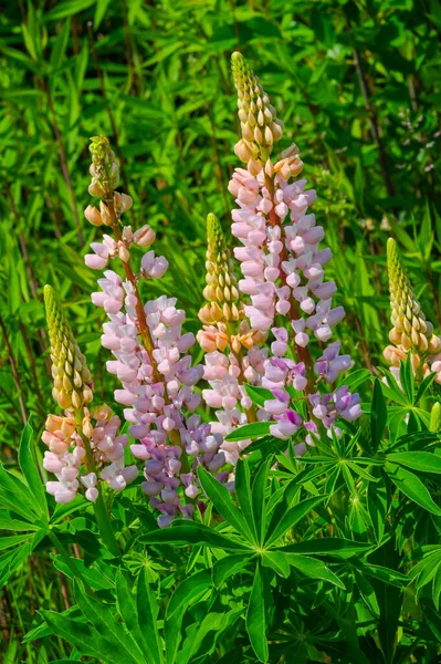 ルピナス Lupinus 一般的にルピンまたはルピンとして知られており マメ科のFabaceaeの開花植物の属です アメリカの多様性センターです 食料源として広く栽培されている — ストック写真