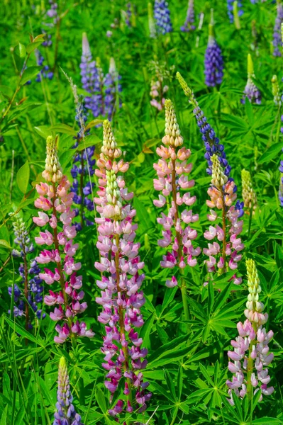 红豆杉 Lupinus 通常被称为红豆杉 Lupin 或红豆杉 Lupine 是豆科植物中的一种 在美洲有多样化的中心 它们作为食物来源被广泛栽培 — 图库照片