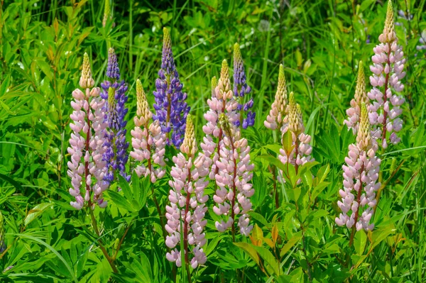 ルピナス Lupinus 一般的にルピンまたはルピンとして知られており マメ科のFabaceaeの開花植物の属です アメリカの多様性センターです 食料源として広く栽培されている — ストック写真